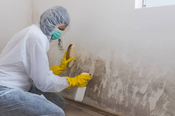 Professional Mold Inspection in Saddle Rock, NY